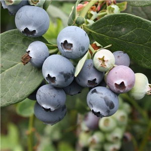 Blueberry 'Pioneer'